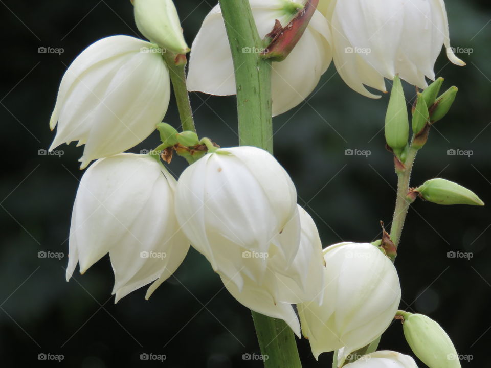 yucca flower