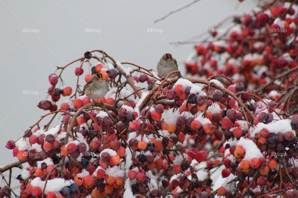 Birds in the winter in Idaho