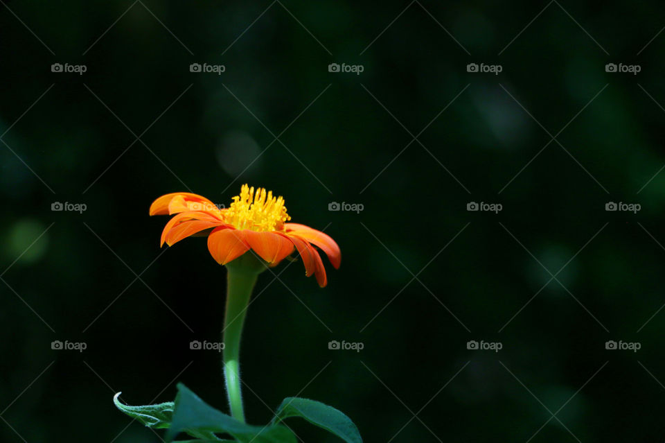 Close-up of single flower