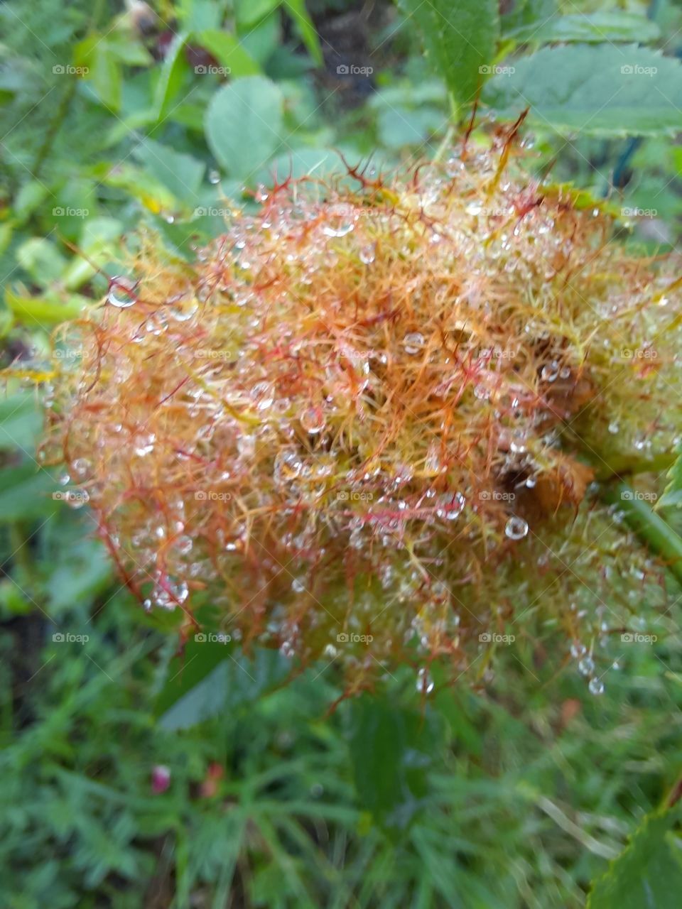 yellow vegetation with raindrops on wild rose