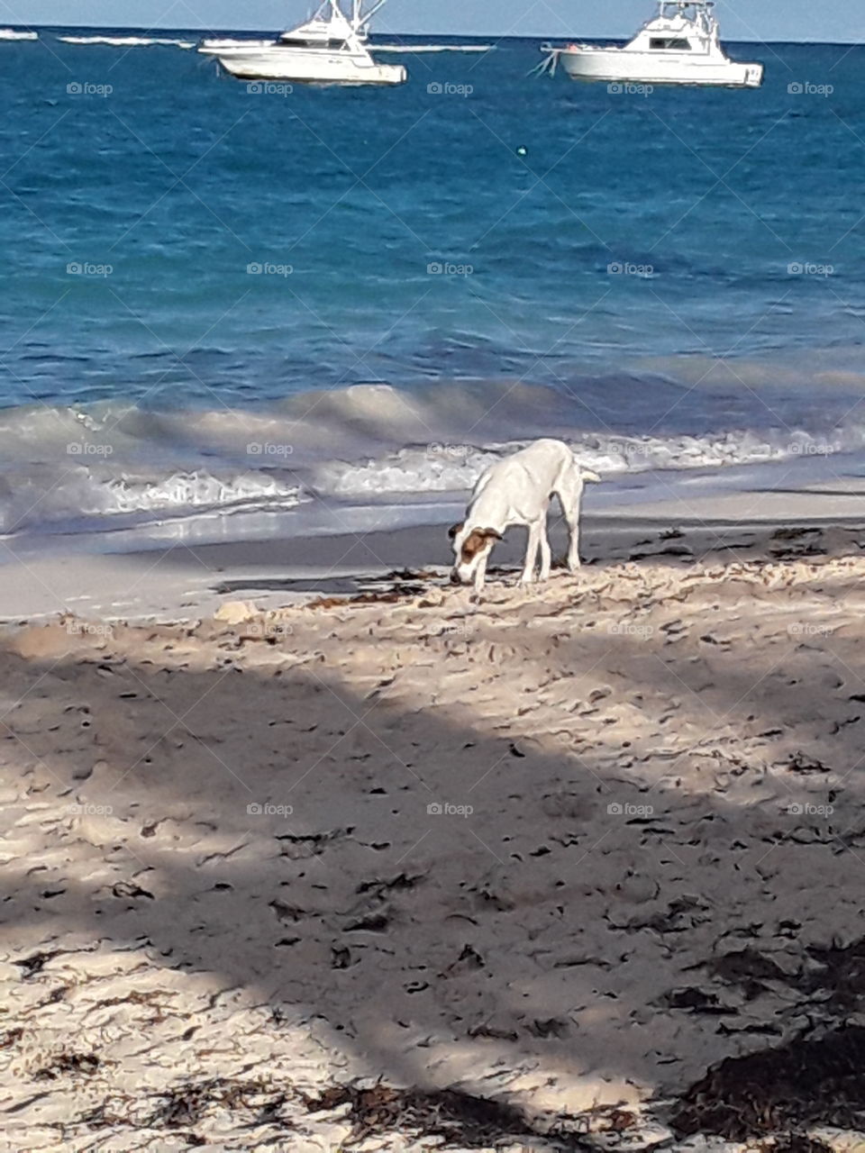 dog on the beach in the Dominican Republic