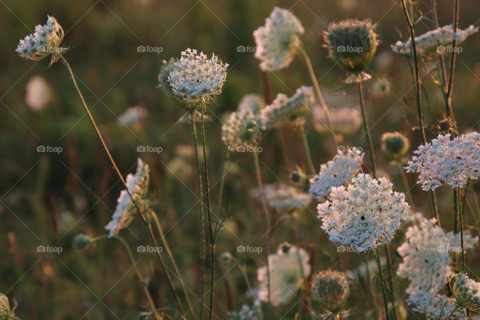 Flowers at golden hour