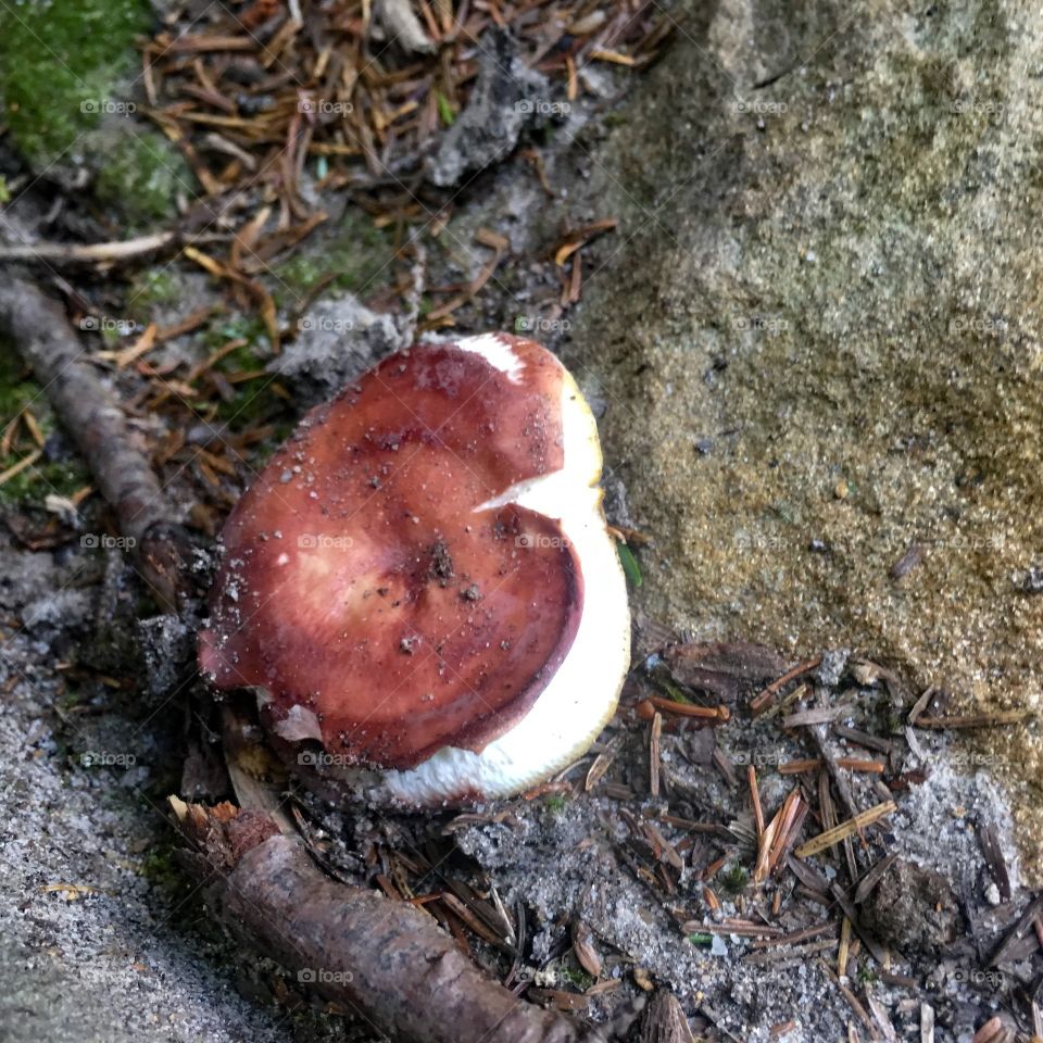 I think it’s a penny bun. Looks marshmallowy 