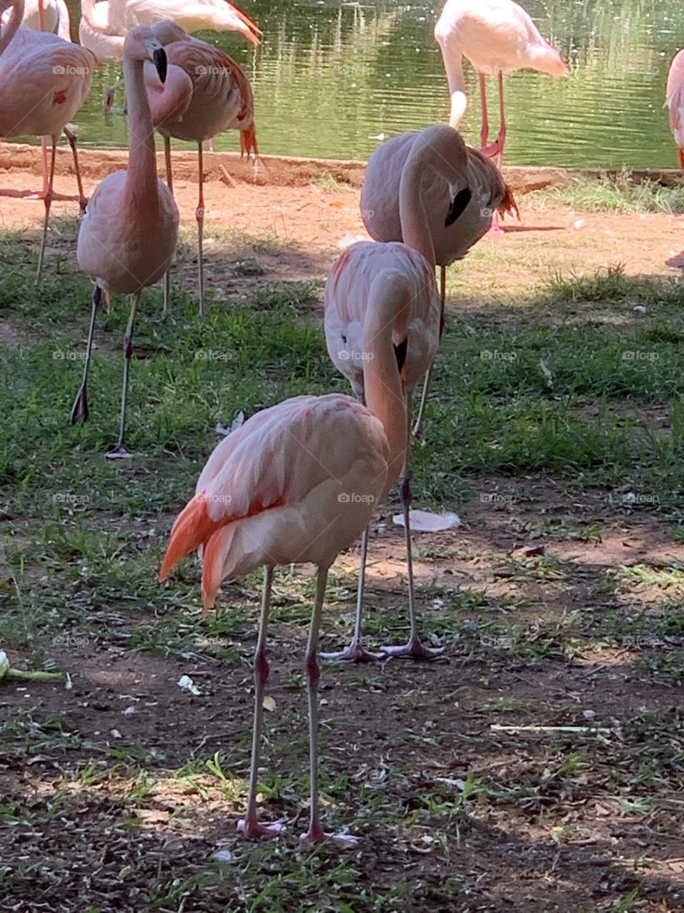 Flamingos