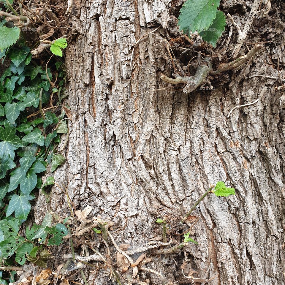Tree trunk with green ivy