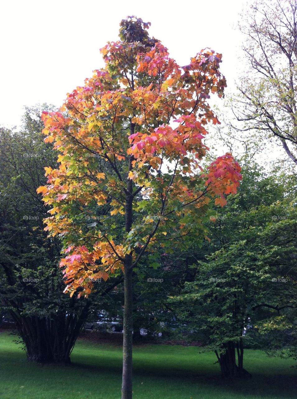 tree leaves leaf autumn by bj