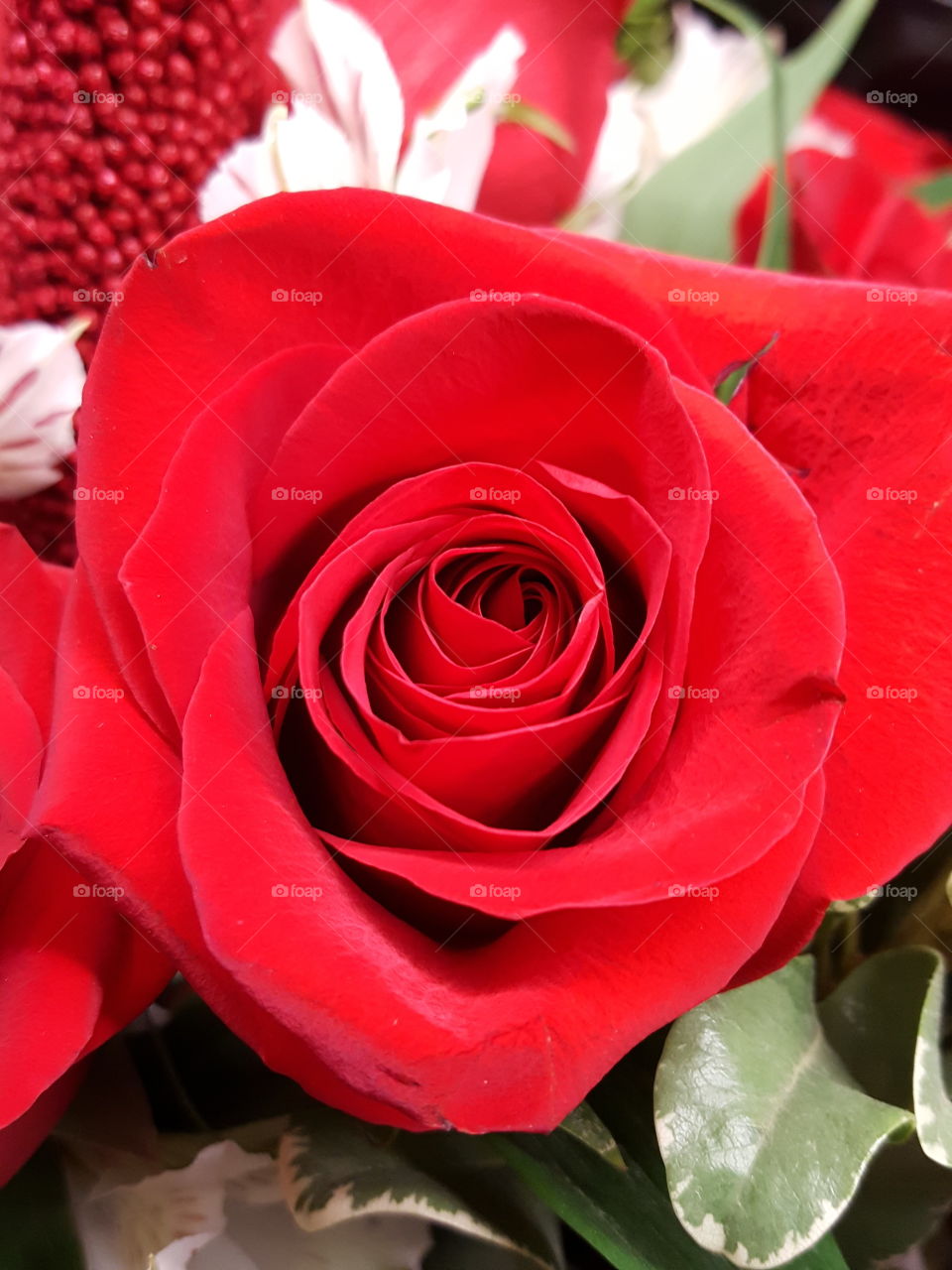 red rose