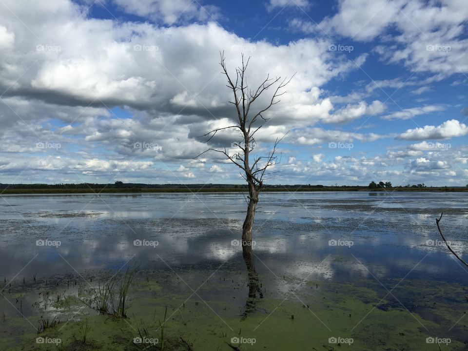 A tree in the marsh. A tree is in the marsh , creating a beautiful reflection along with the clouds. Located at Horicon Marsh in Wisconsin .