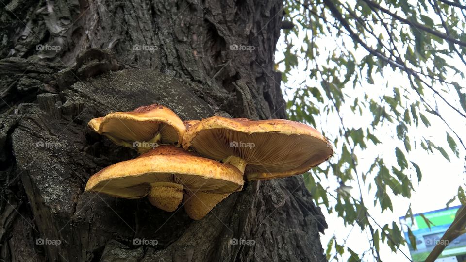 fungus