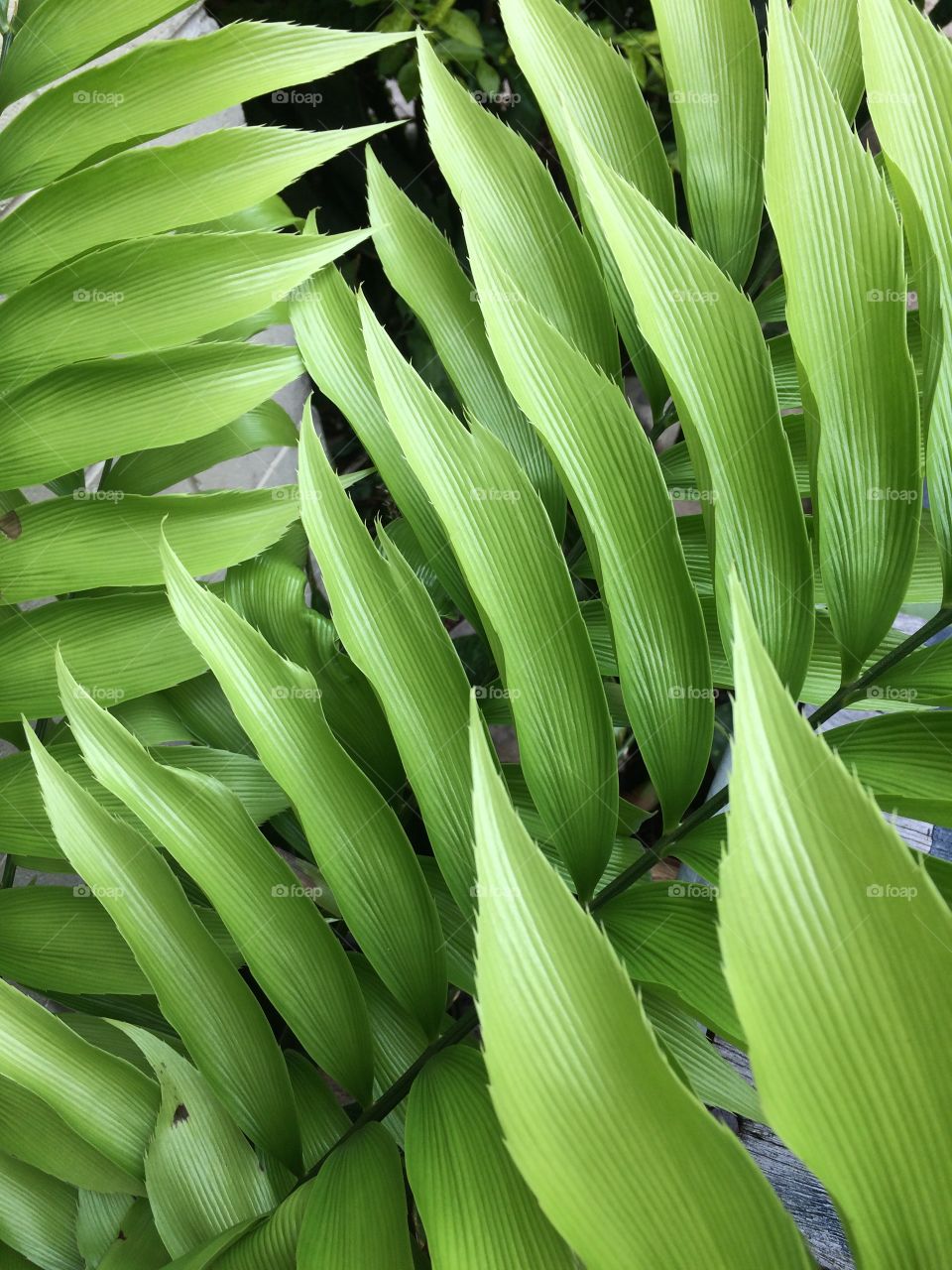 Close-up of green leaves