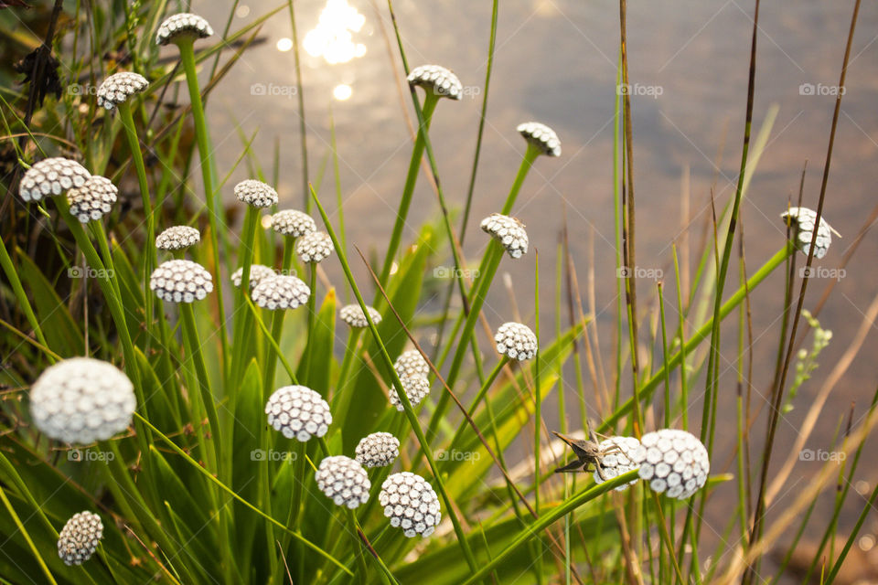 Water and flowers from Minas Gerais, Brazil.