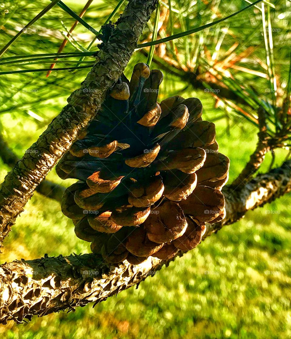 Pinecone leaning against a branch—taken in Schererville, Indiana 