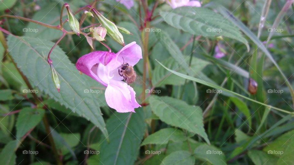 honeybee on a wild orchid
