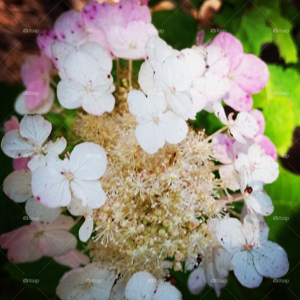 hydrangea