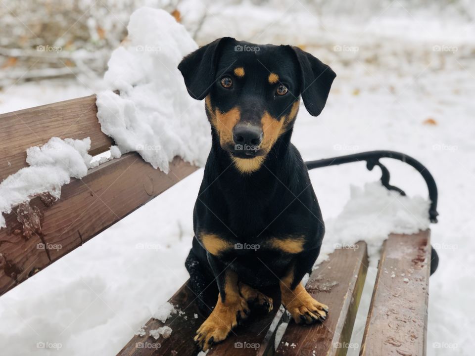 Dog on bench