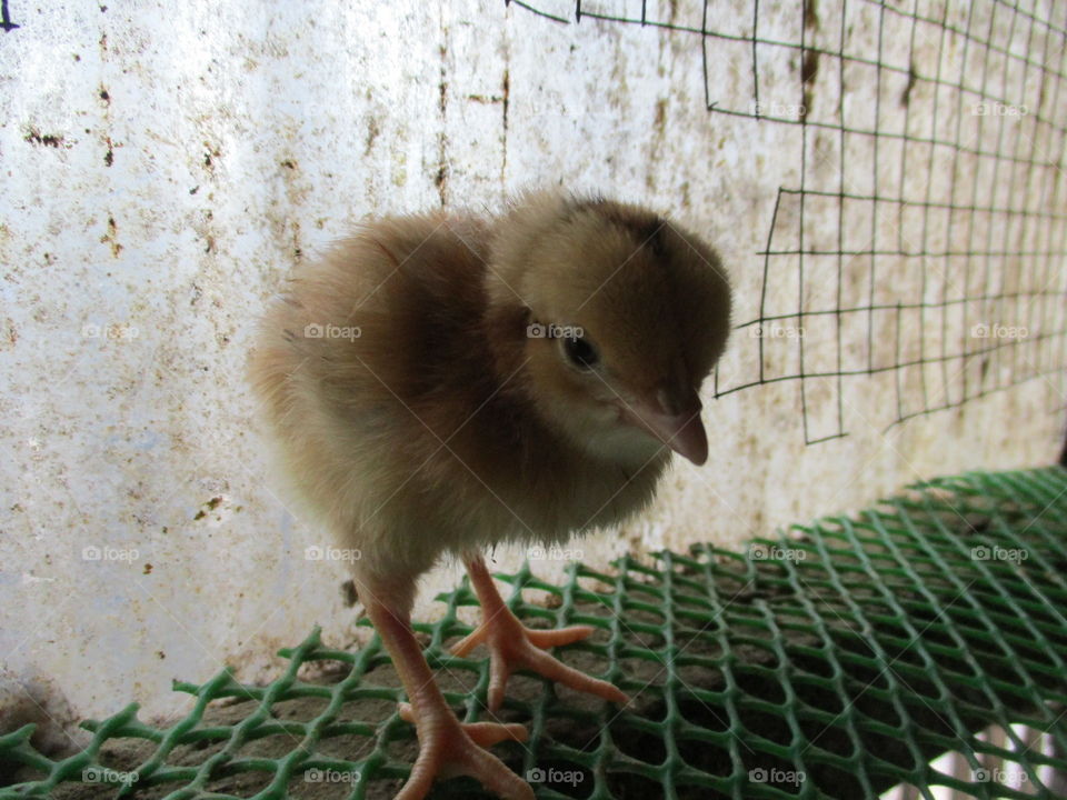 baby chicks