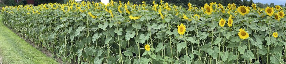 Sunflowers in August