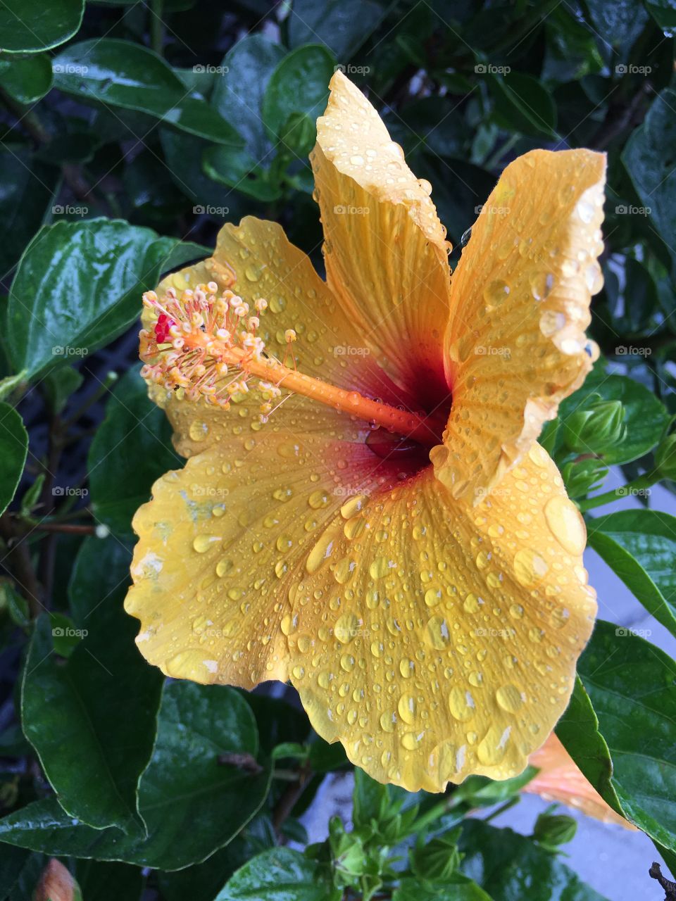 Hibiscus after rain