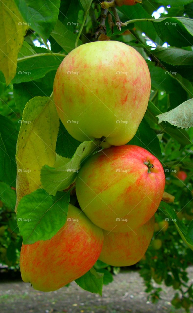 An apple tree with its product