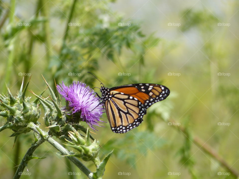 Butterfly profile with green background 