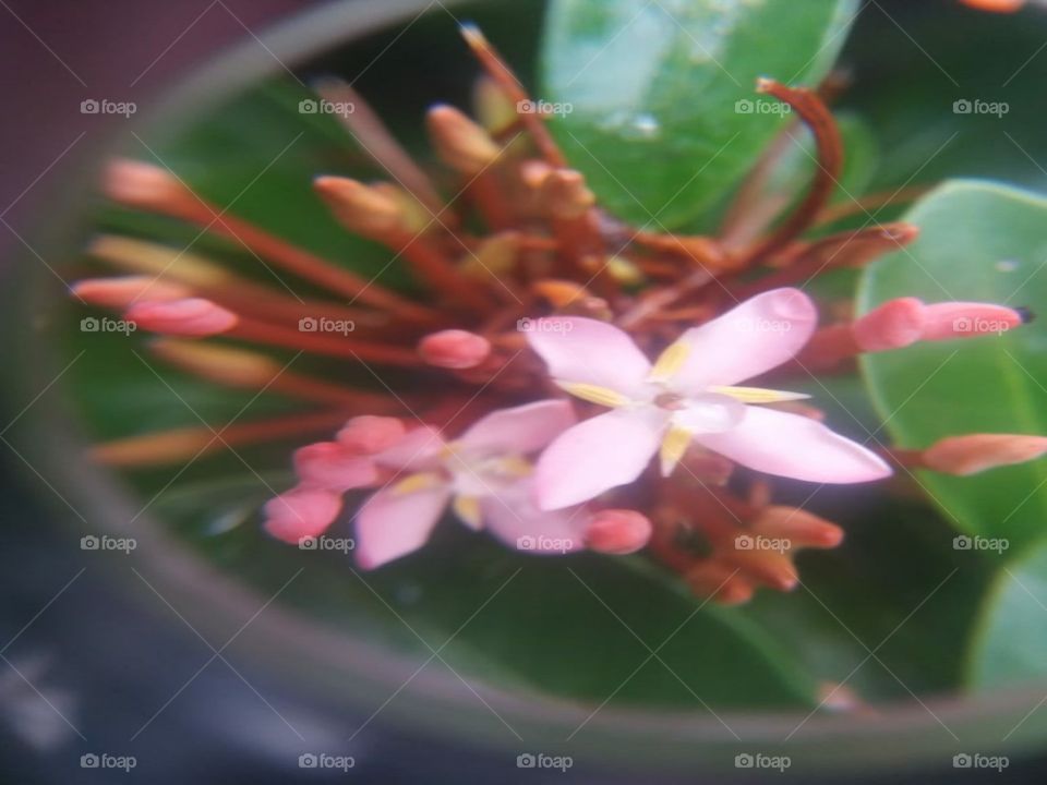 blur flower