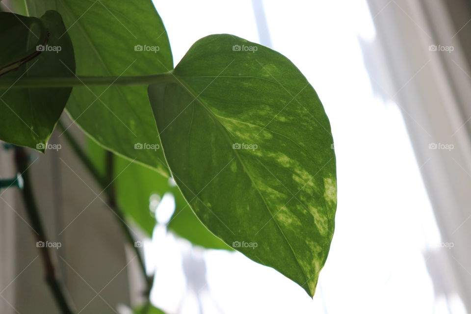 Green leaf