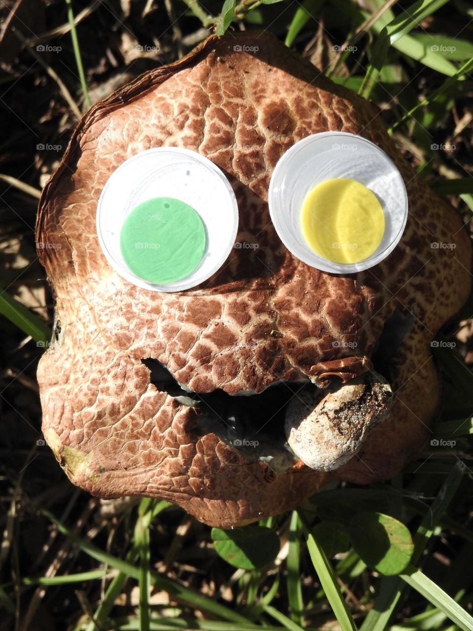 Mushroom in the yard with a funny face grimace having the impression that it’s eating another smaller mushroom with googling eyes, yellow and green through grass.