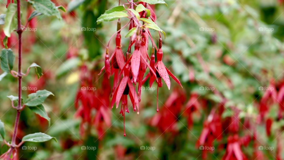 Red Drop... Sri Lankan flower...