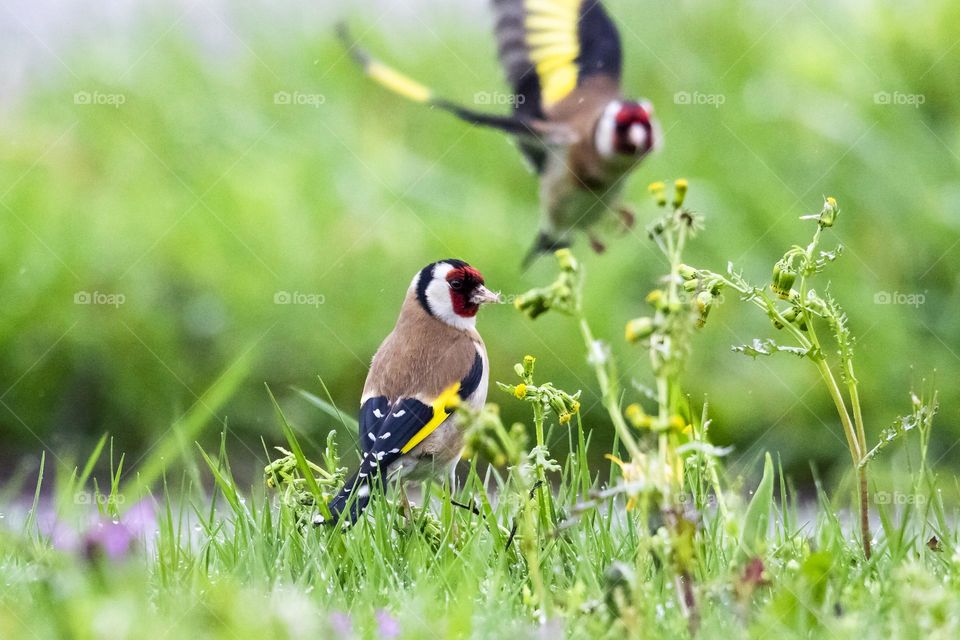 a close up portrait of two European goldfinch birds. one of them is perched in the grass of a garden, another is flying and looking towards the camera.