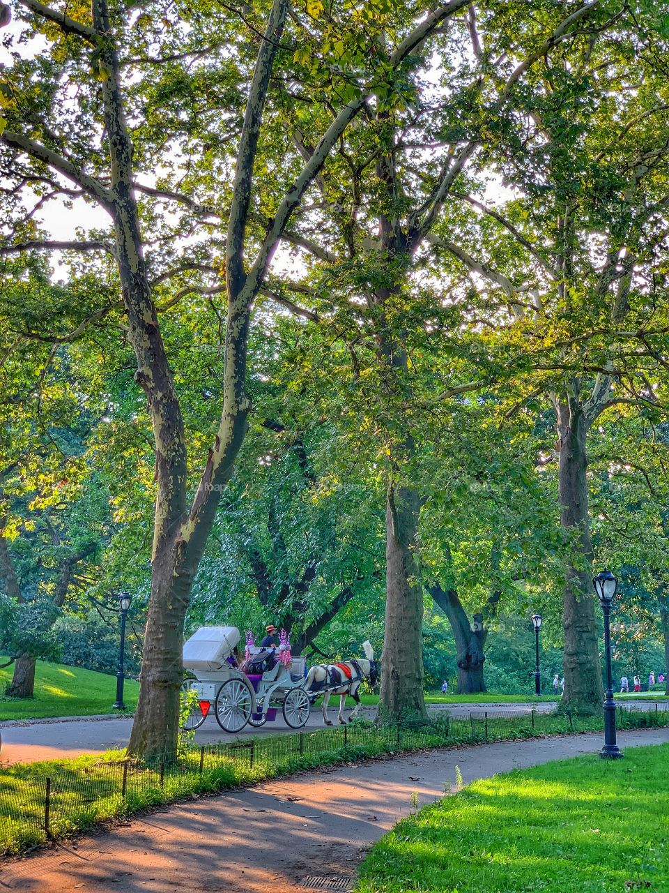 Central Park horse and carriage rides. 