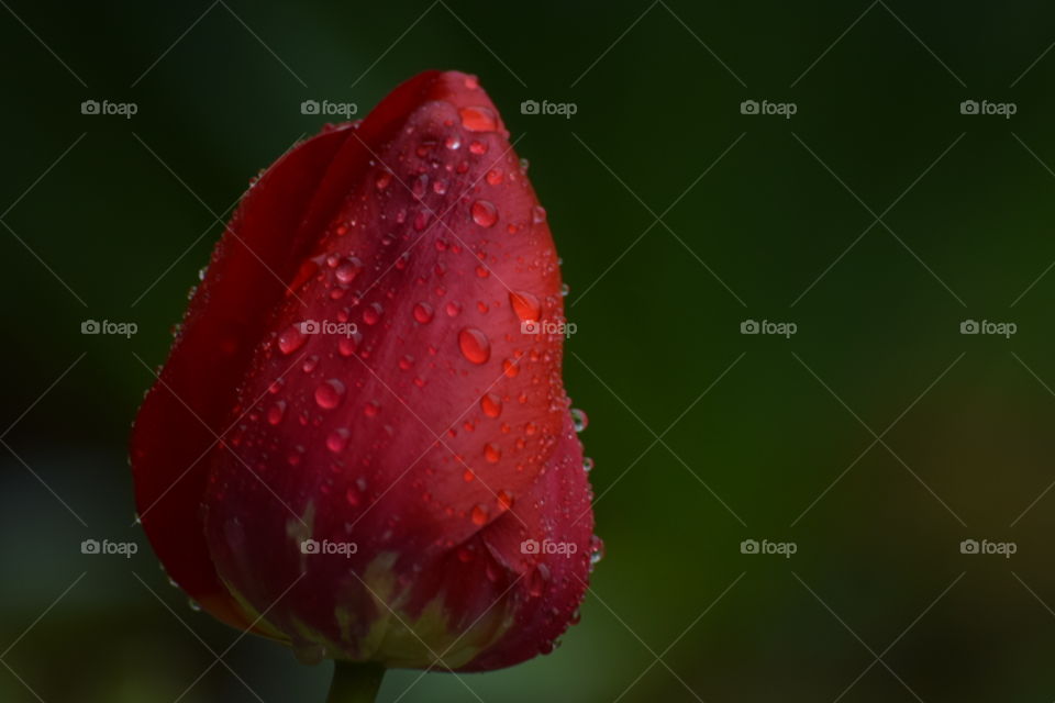 wet red tulip