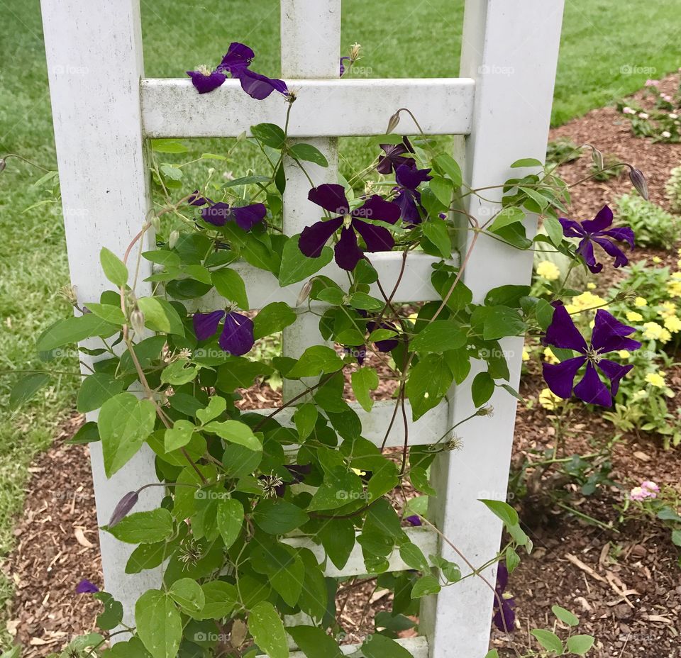 Flowers climbing trellis