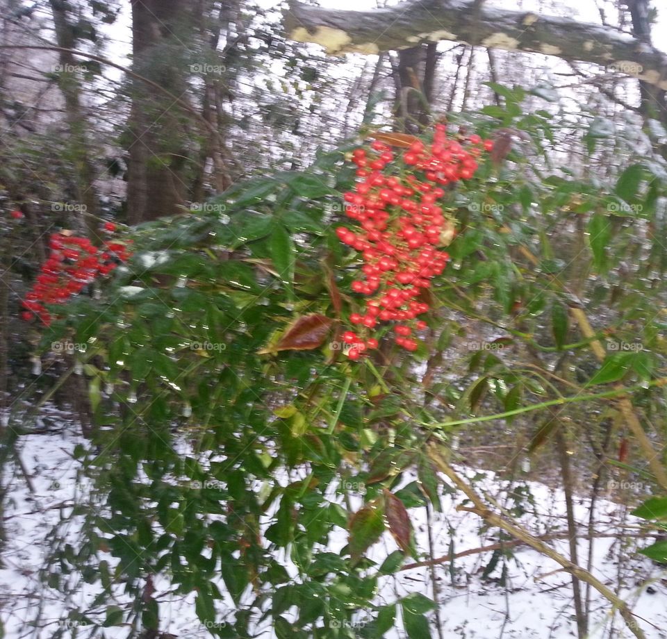 Red berries in the snow.
