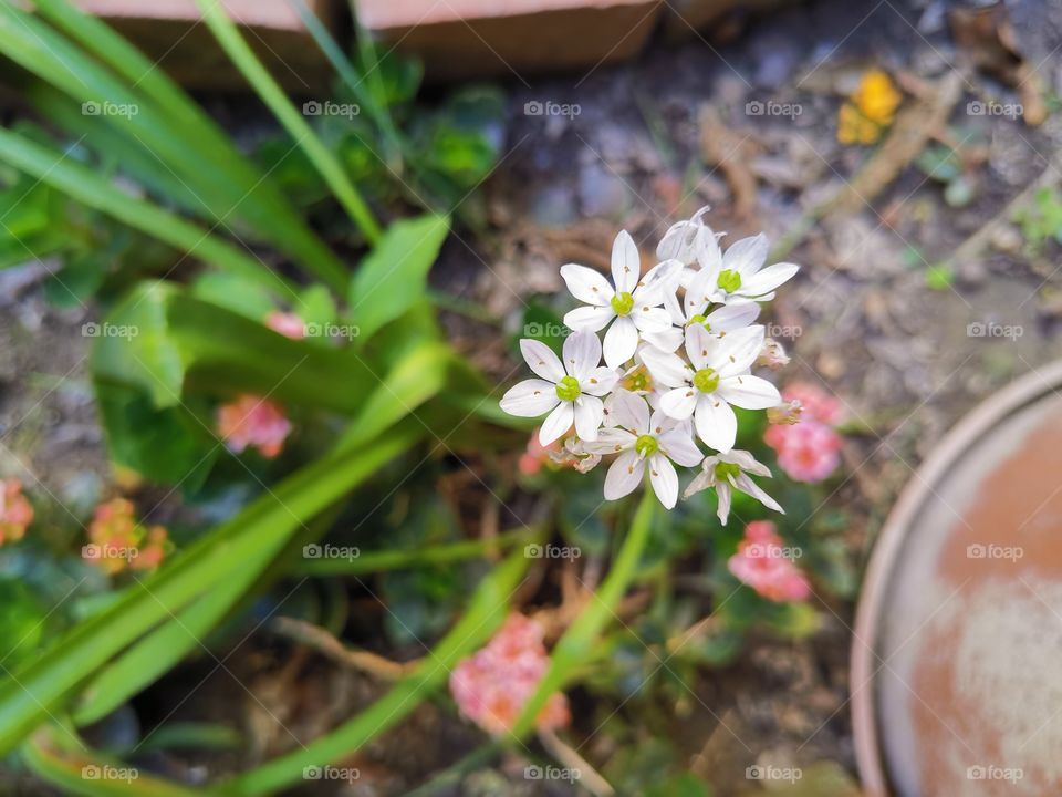 White flowers