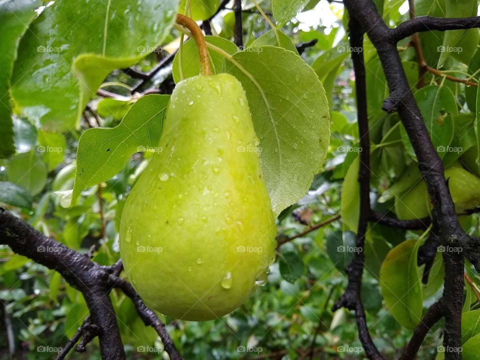 rain drops on the pear