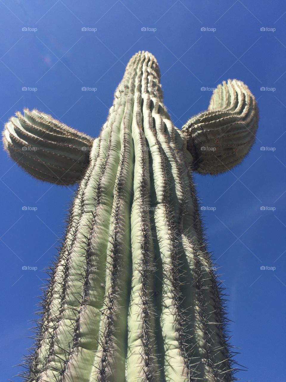 Saguaro cactus in Arizona. 