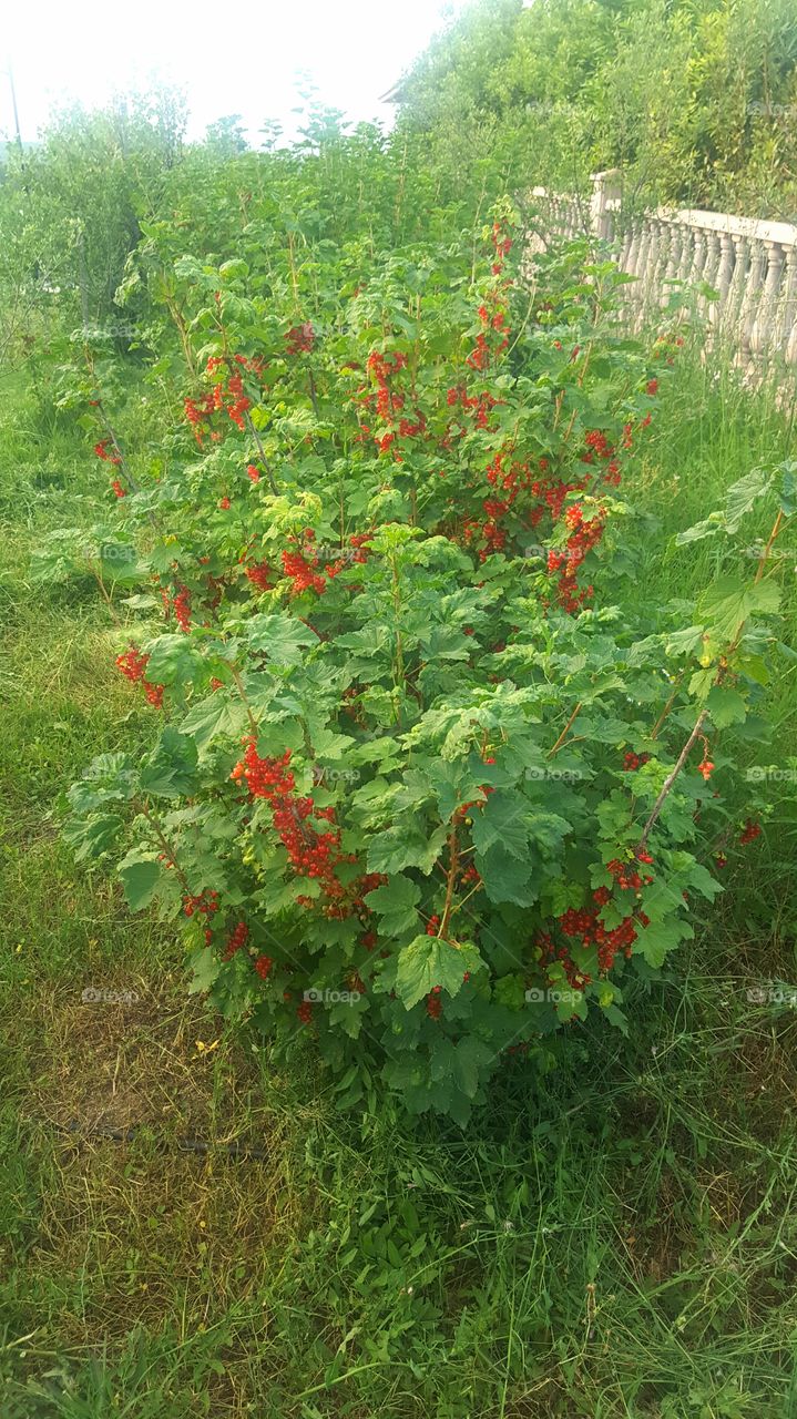 red currant