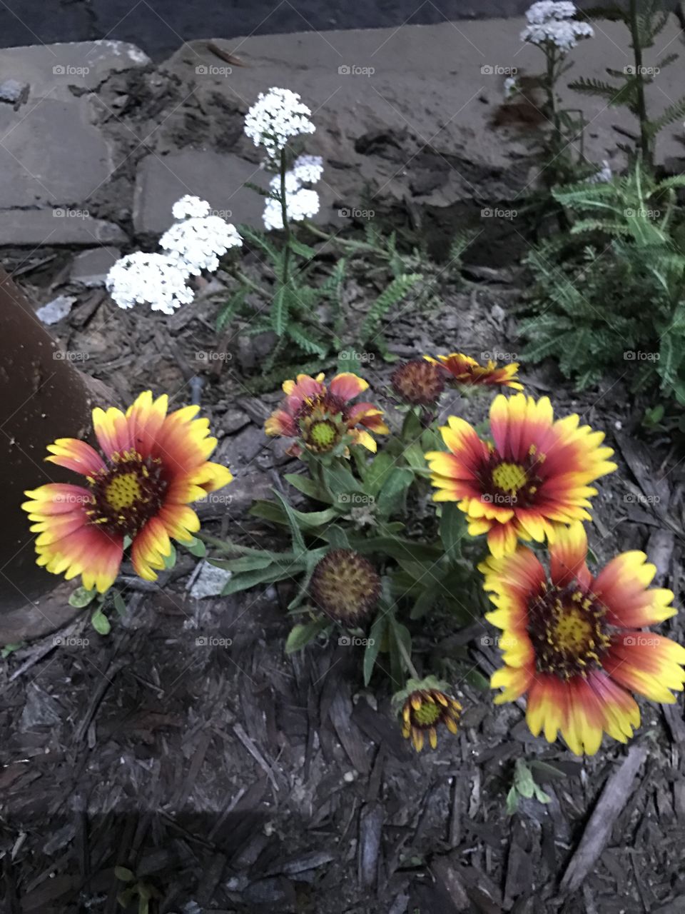 Pretty Colorful Flowers 