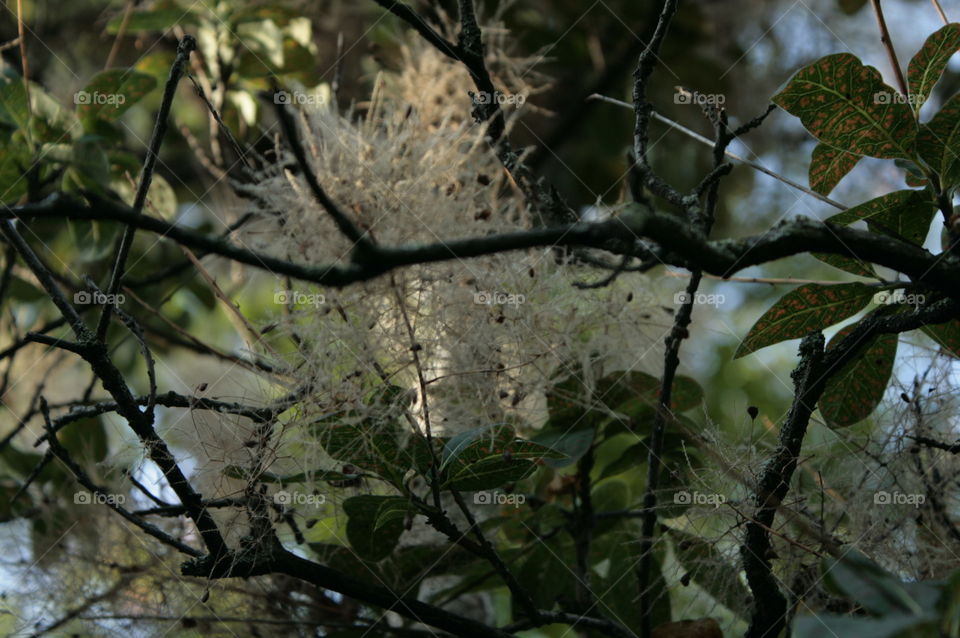 tree close-up