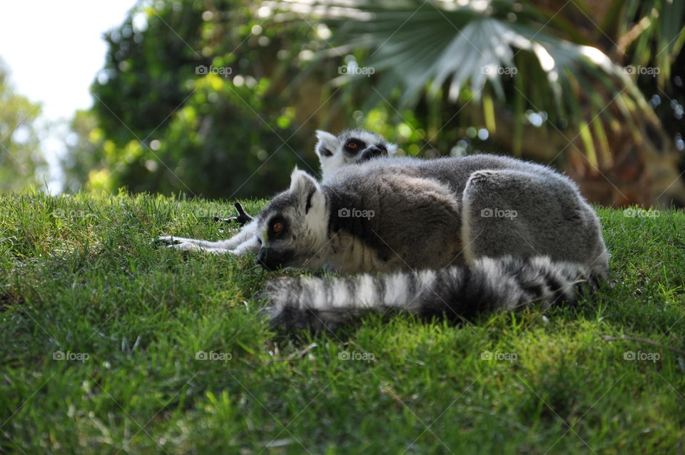 Lemurs 