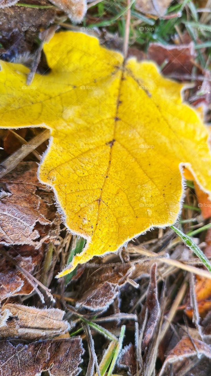 frosty maple leaf