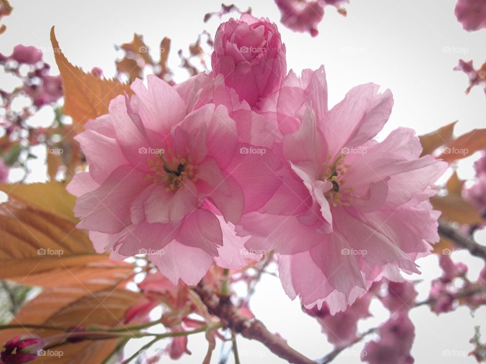 Tree blossoms . Pink tree blossoms closeup 