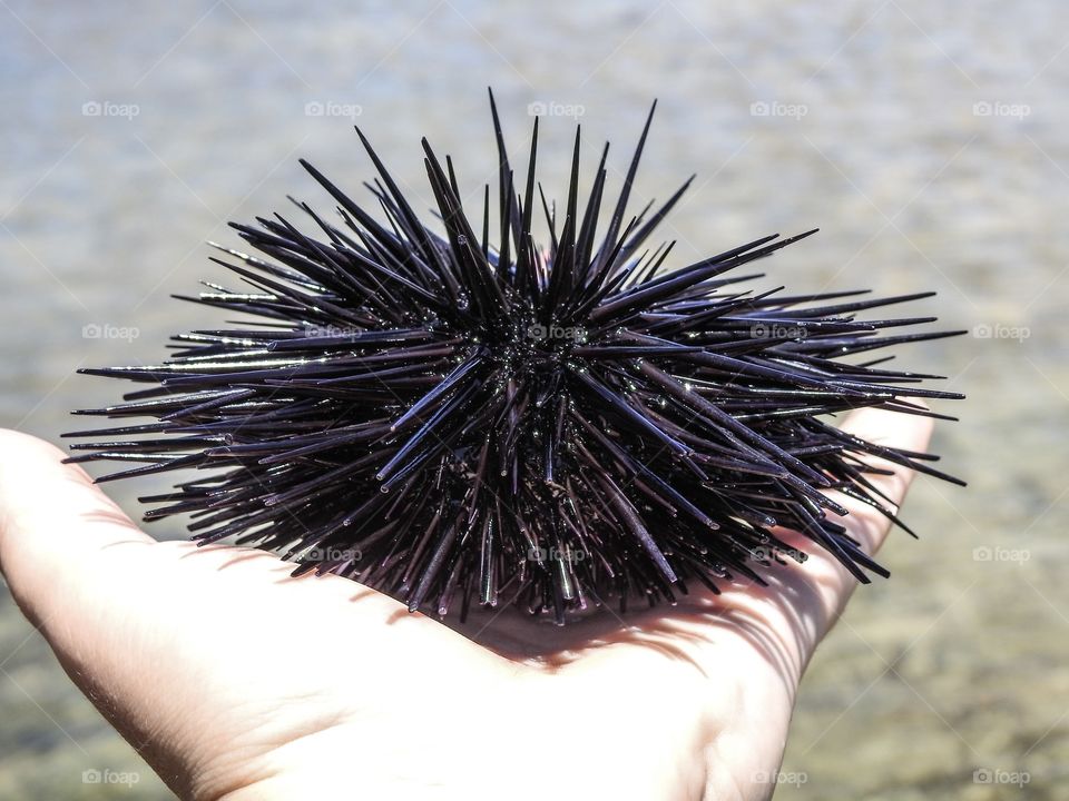 Urchin over hand