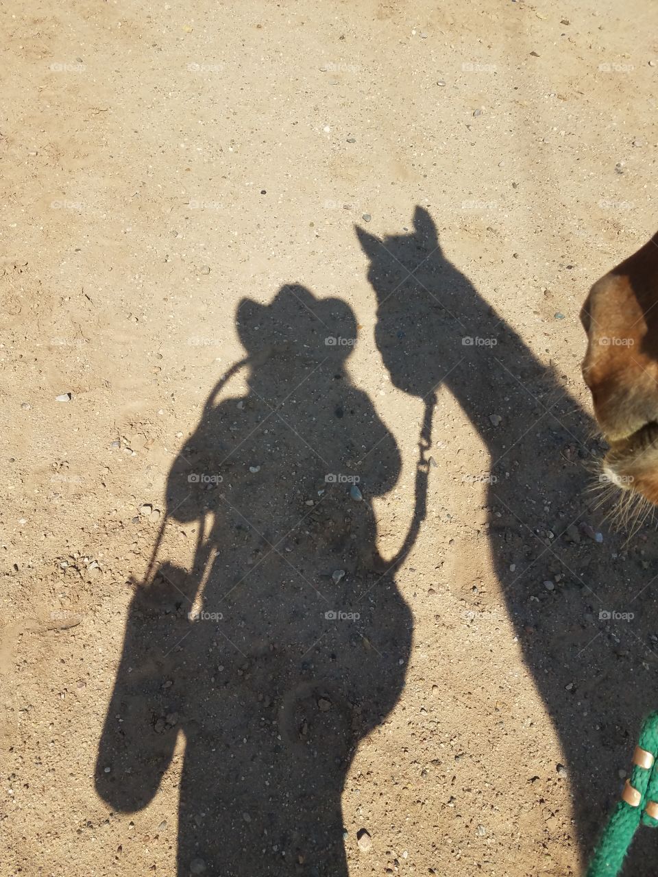 Cowgirl shadow with horse