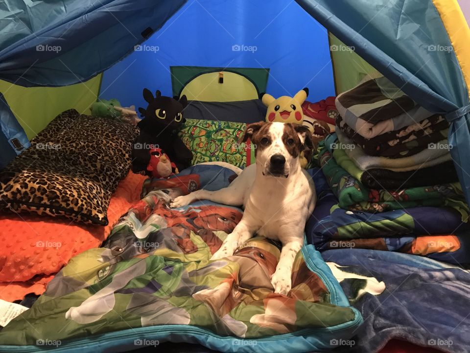 Dog Playing in A Tent