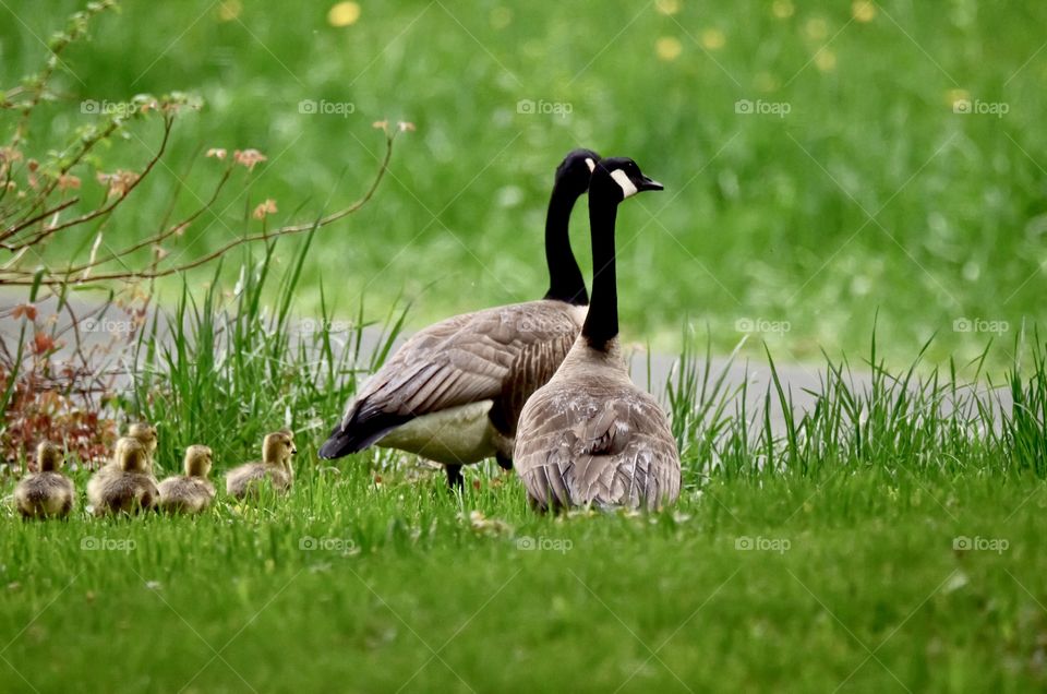 The goose and the gander with goslings in tow, slowly heading towards a country road. 