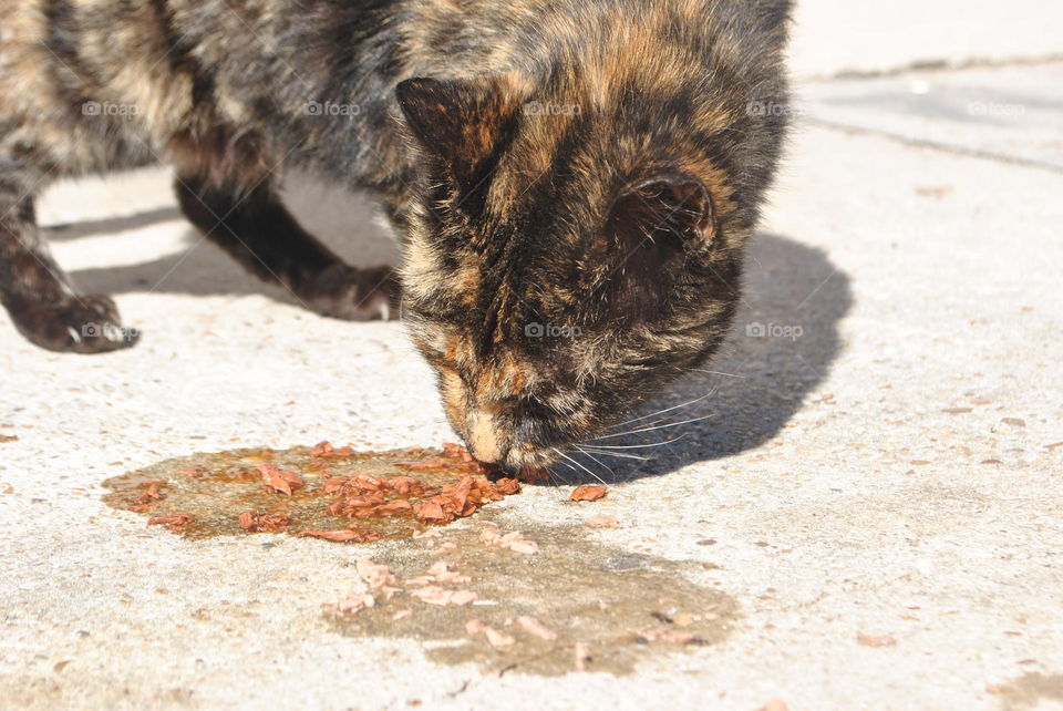 A cat eating