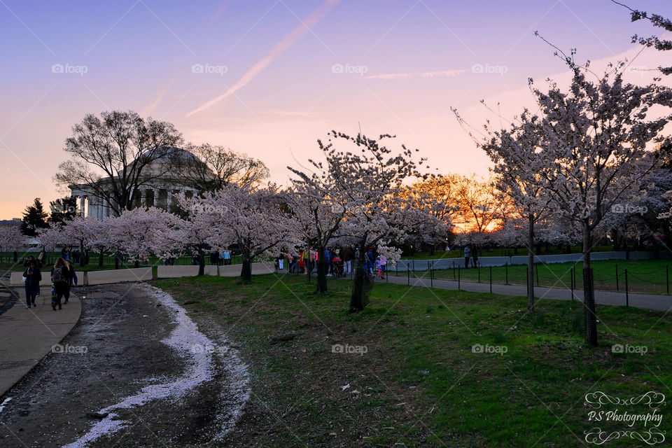 Jefferson Memorial among Cherry Blossoms