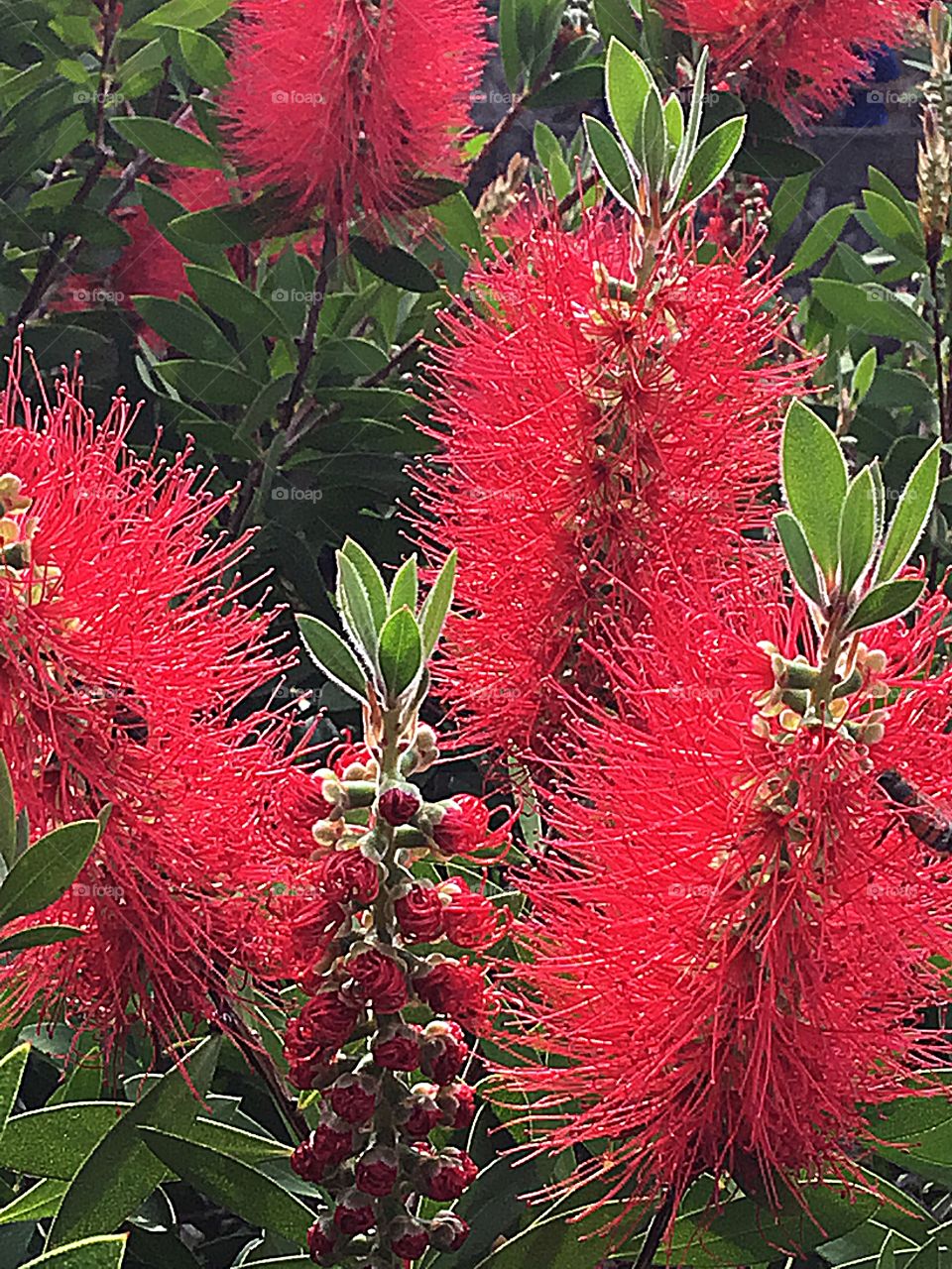 Crazy plant people with red Butterfly Bottle Bush