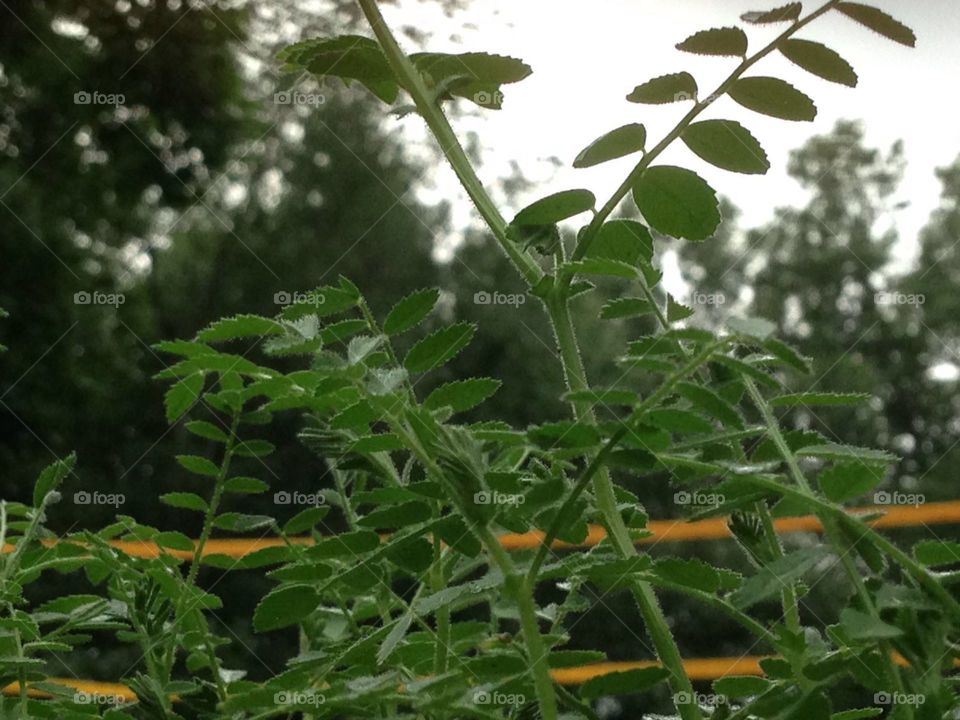 Tomato plant growing baby